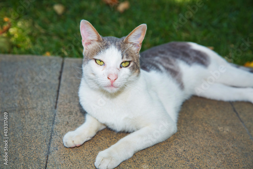 The cat is sitting on the stone path . White , black cat . Cat, looking at the camera .