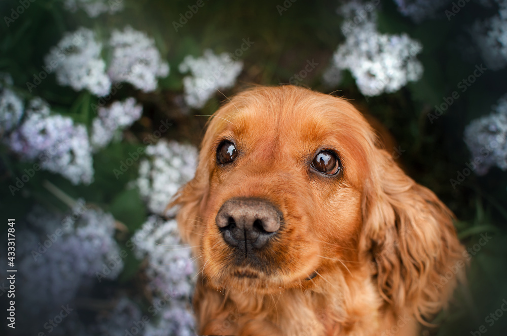 Obraz premium english cocker spaniel dog magical portrait of a pet in lilac flowers spring walk 