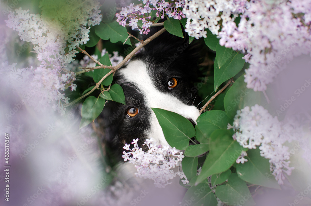 Fototapeta premium border collie dog magical portrait of a pet in lilac flowers spring walk 