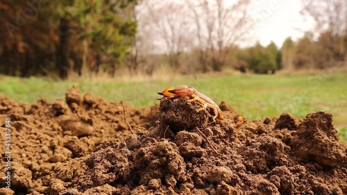 Camouflaged scorpion.
Amazing camouflage animals.
close up yellow scorpion.
closeup scorpion.
insects, insect, bugs, bug.
animals, animal.
wildlife, wild nature.
forest, woods, desert.
garden, park
 photo