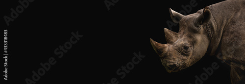 Portrait rhino on the black background