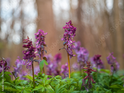 Pflanzen des hohlen Lerchensporns (Corydalis Cava) auf einen Waldwiese im Frühling fotografiert. photo