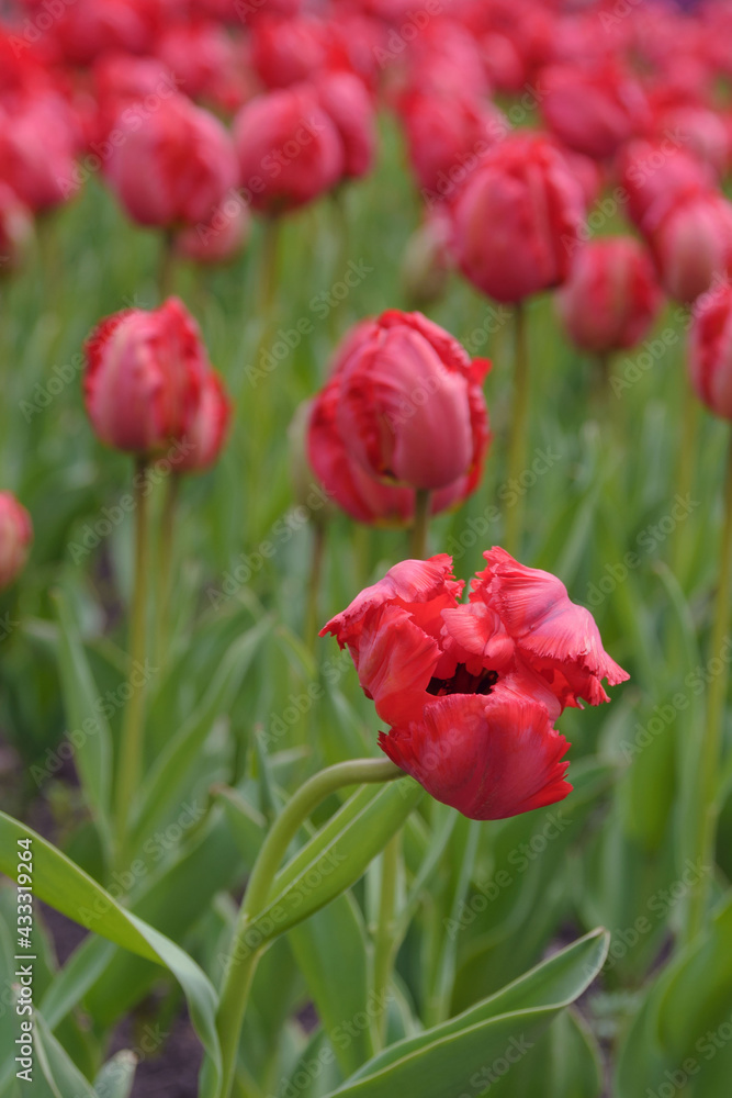 Bright red flowers of the spring decorative plant Tulip in the park. Gardening and landscape design.