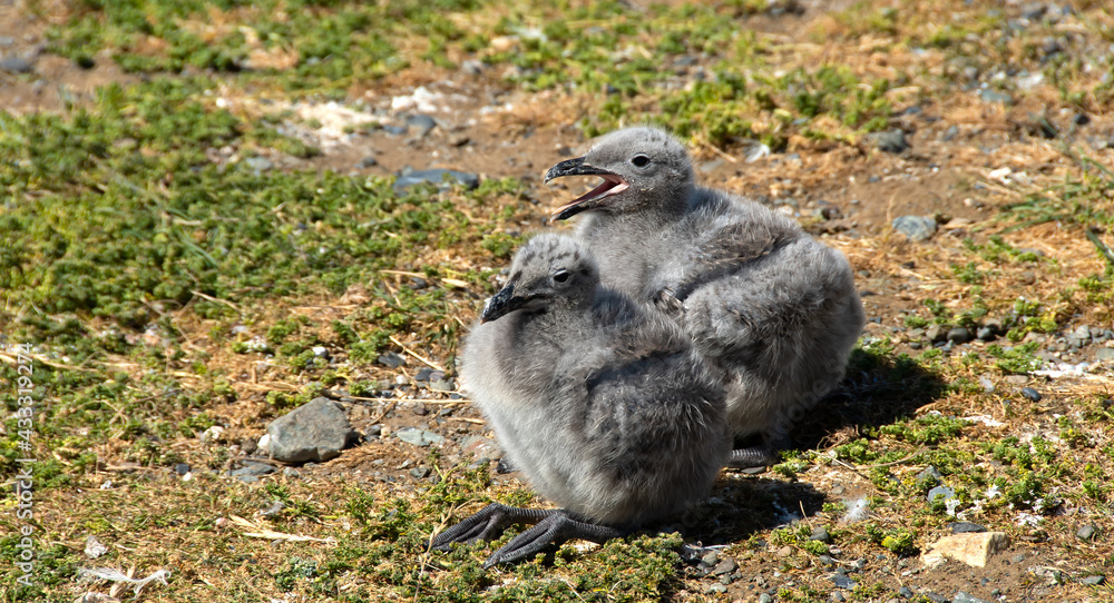 Two Kelp Gull Chicks on Magdalena Island Chile Two Kelp Gull Chicks on Magdalena Island Chile