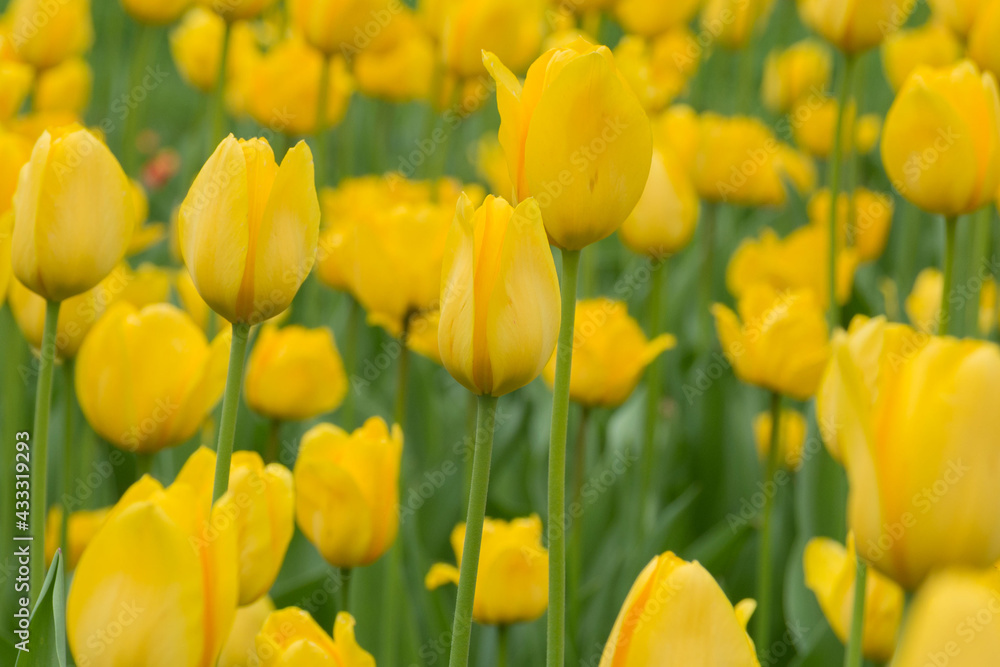 Bright yellow flowers of the spring decorative plant Tulip in the park. Gardening and landscape design. Bright yellow flowers of the spring decorative plant Tulip in the park. Gardening and landscape design.