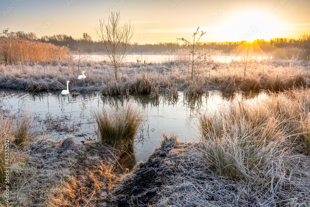 Two swans sit amongst the frosty ground on a winter's morning on Amberswood Flash, Wigan