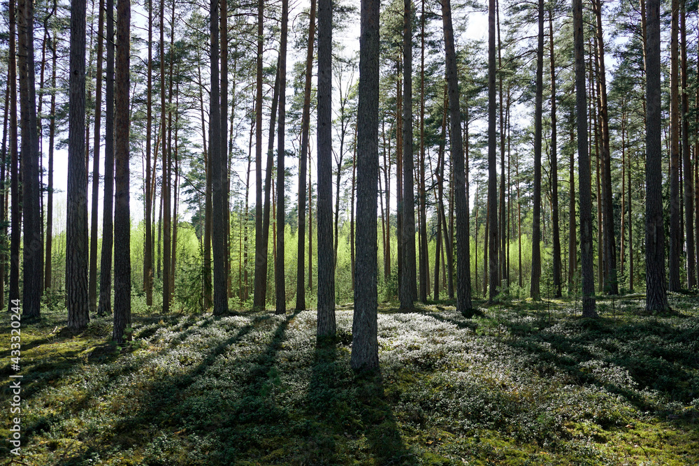 Dense forest reserve. Lingonberry and old high pine forest. Vertical shot against sunlight Dense forest reserve. Lingonberry and old high pine forest. Vertical shot against sunlight