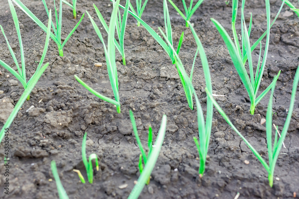 Garlic feathers sprout in the garden bed. Garlic feathers sprout in the garden bed.