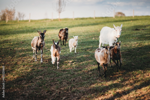kozy owce na łące