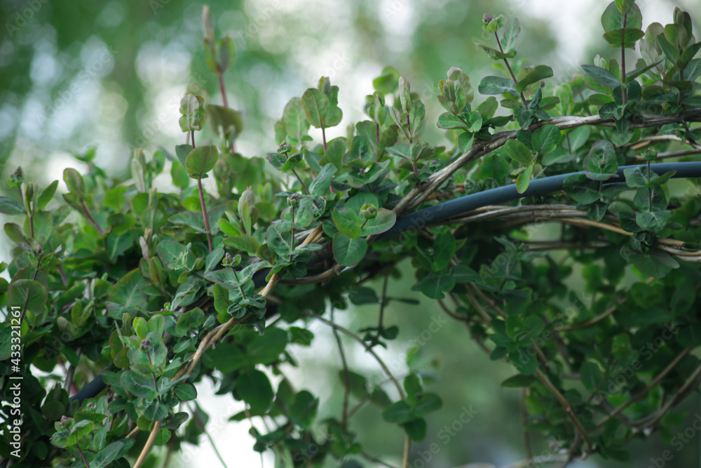 lizard on the tree