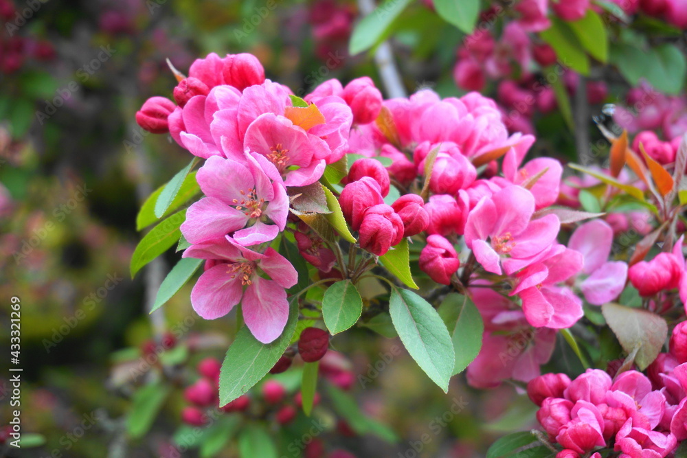 Malus Royalty Crabapple tree with flowers in the morning sun close up. Apple blossom. Spring background. Malus Royalty Crabapple tree with flowers in the morning sun close up. Apple blossom. Spring background.