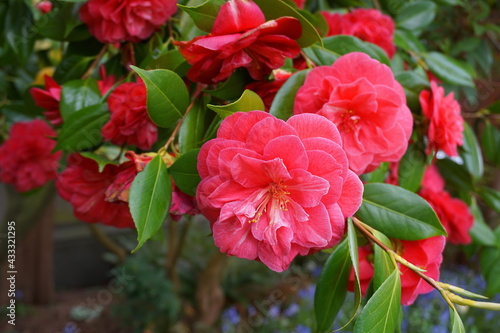 Incredible beautiful red camellia - Camellia japonica  known as common camellia or Japanese camellia.