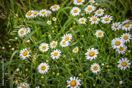 daisies in green field 