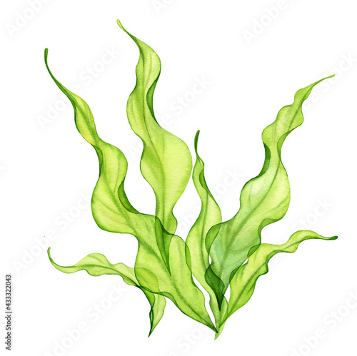 Fotografie, Obraz Watercolor green seaweed