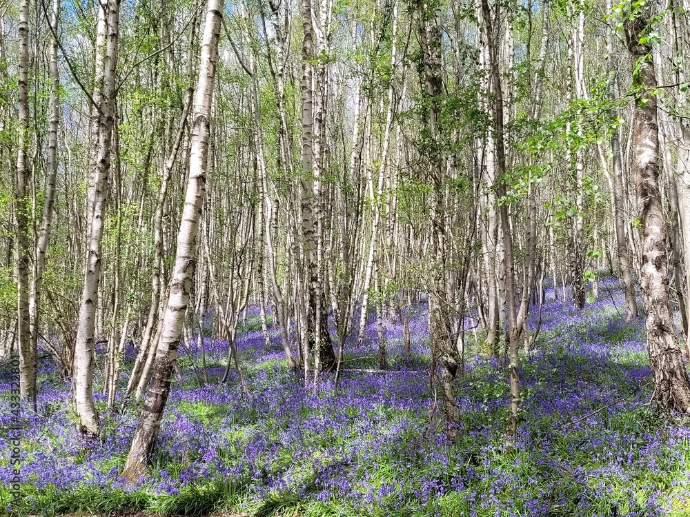 Fototapeta premium spring in the forest