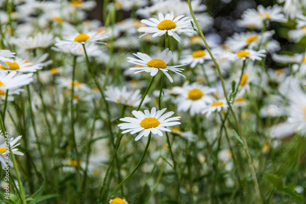 群生する白と黄色の花、マーガレット