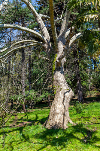 Branches of a picturesque tree in spring in the park