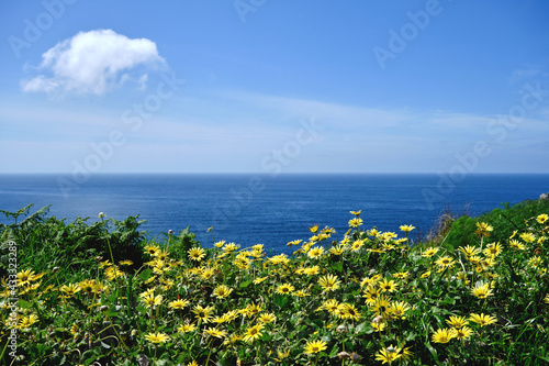 Springtime landscape by the sea with blossoming yellow flowers © Azahara MarcosDeLeon