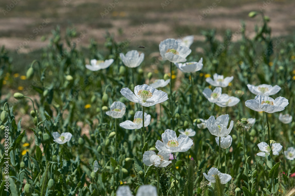 Fototapeta premium Opium poppy white flower