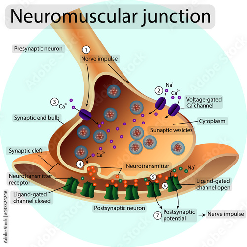 Synapse. Neuromuscular transition. Transmission of a nerve impulse photo
