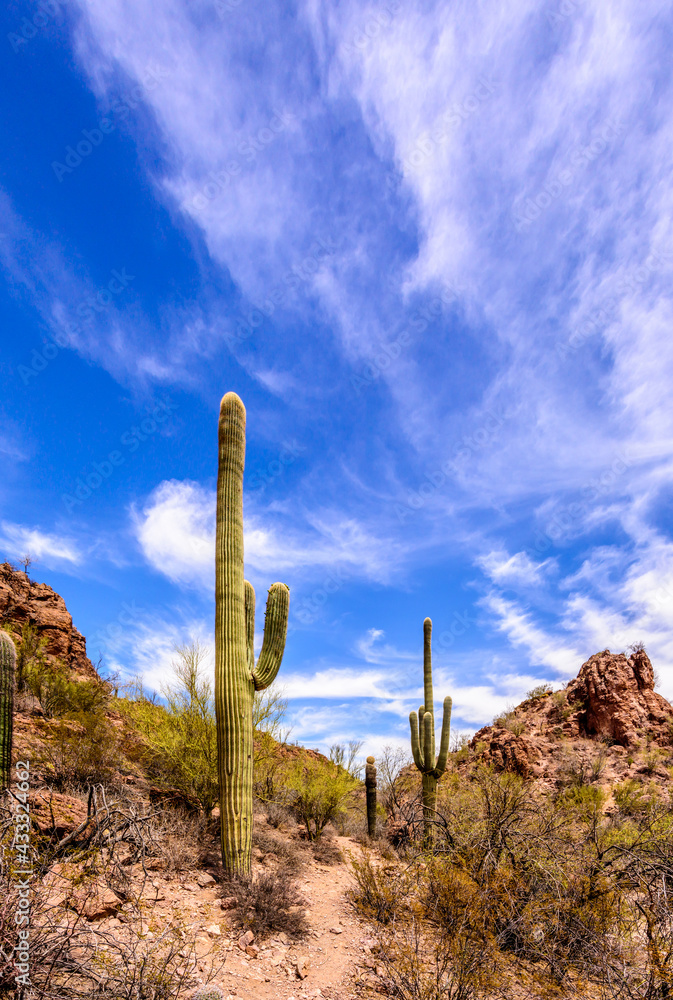 Saguaro cactus desert landscape in the southeastern United States of America