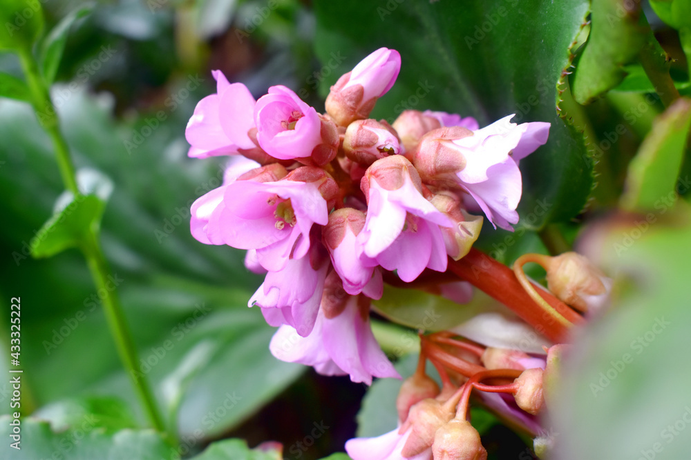 Selective focus of Inflorescence of pink bergenia flower buds with green leaves blurred background. Beautiful flowers in gargen on spring season in the UK. Selective focus of Inflorescence of pink bergenia flower buds with green leaves blurred background. Beautiful flowers in gargen on spring season in the UK.