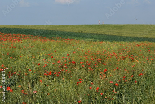 Poppy field