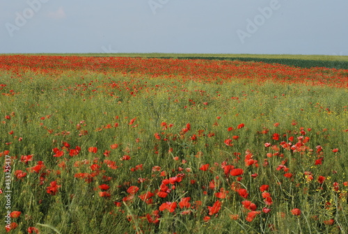 Poppy field
