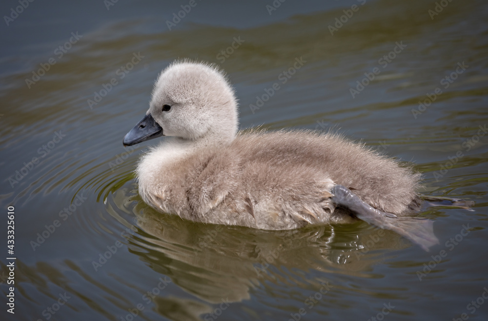 Close up of baby cute cygnet swimming in lake
