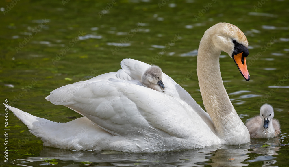 Close up of female mute Swan in the water with cygnets, one riding on her back Close up of female mute Swan in the water with cygnets, one riding on her back