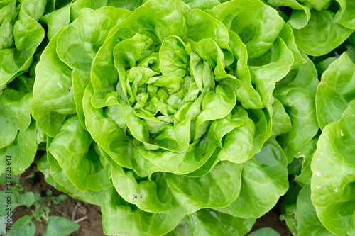 FU 2020-04-28 StoFeld 61 Grüner Kopfsalat aus der Nähbe