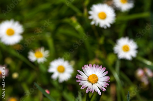 Daisy on the green Grass