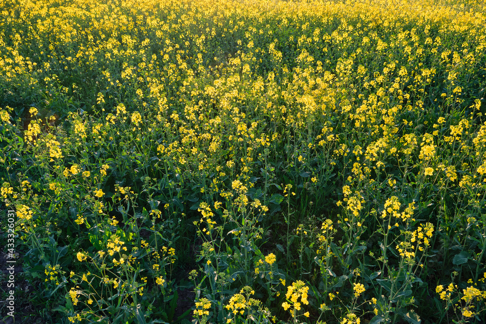 Obraz premium Field of bright yellow rapeseed in spring.