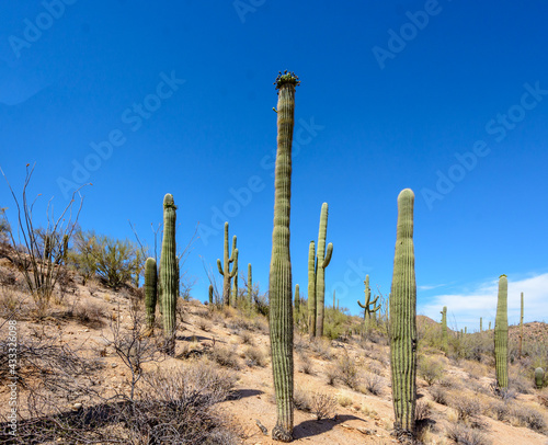 Saguaro cactus desert landscape in the southeastern United States of America