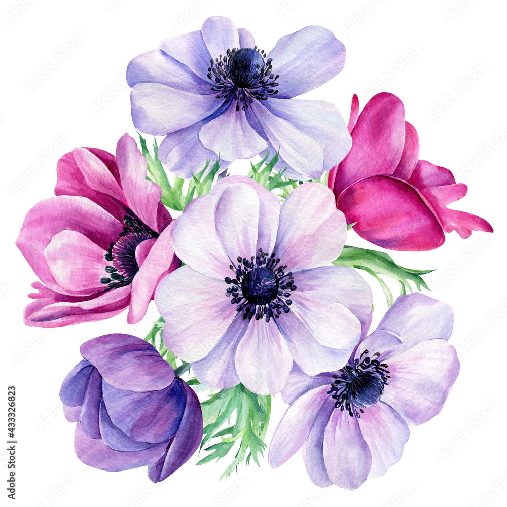 Obraz premium Watercolor flowers, anemones on isolated white background, floral design element