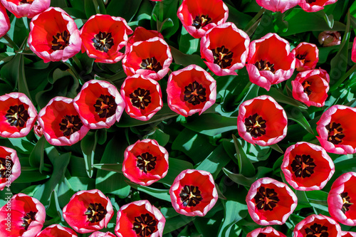 Red tulips top view, desing impression cultivar