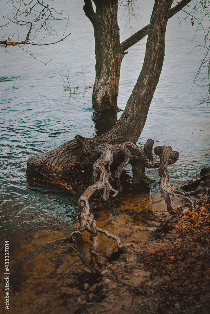 tree roots in water