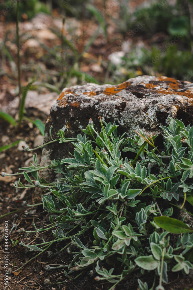 Obraz premium moss on the rock