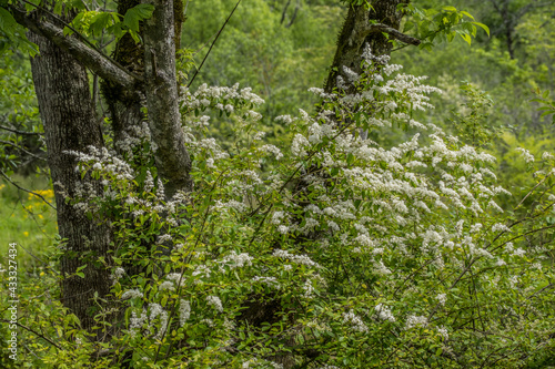 Foto Chinese privet bush blooming