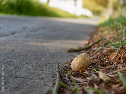 potatoes on the asphalt someone lost