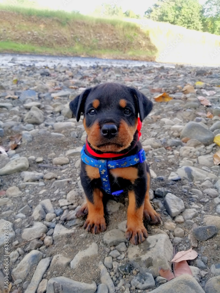 dog in the river dog in the river