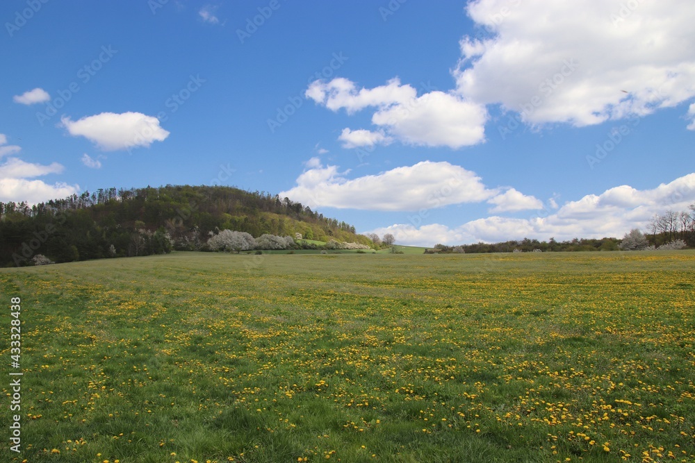 A view to the Velky Chlum hill with the meadow full of dandelions in front near Boritov, Czech republic