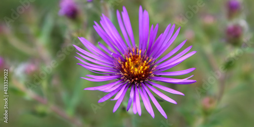 Wildflower in Purple