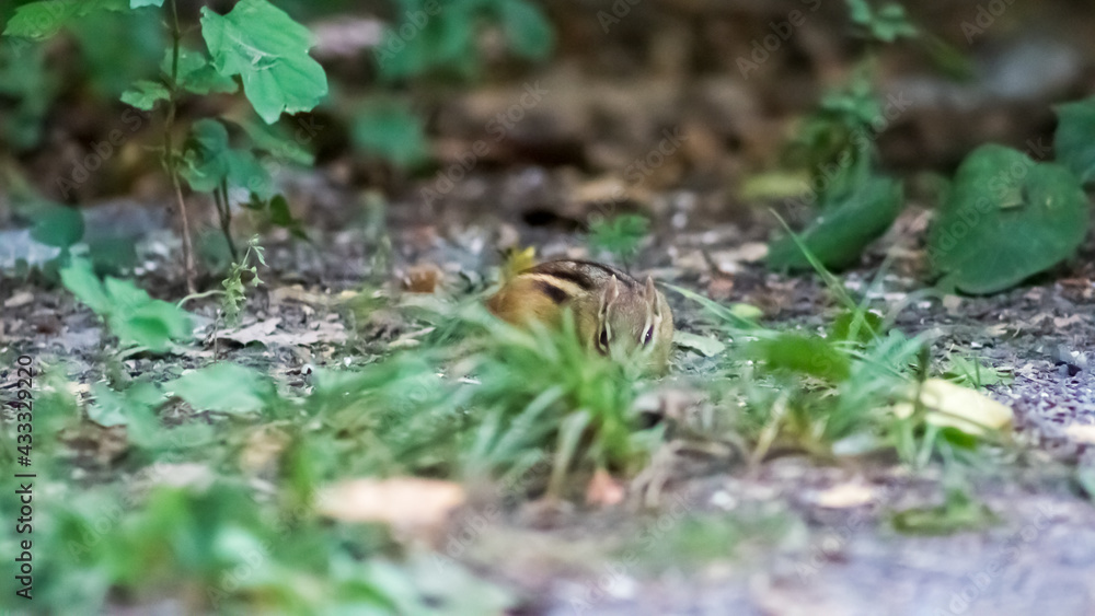 Chipmunk hiding in the Grass