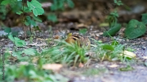 Chipmunk hiding in the Grass