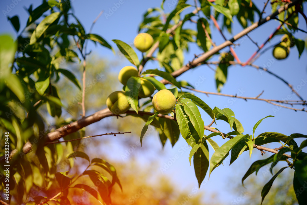 Peach on a branch of a peach tree in the garden on a sunny summer day.