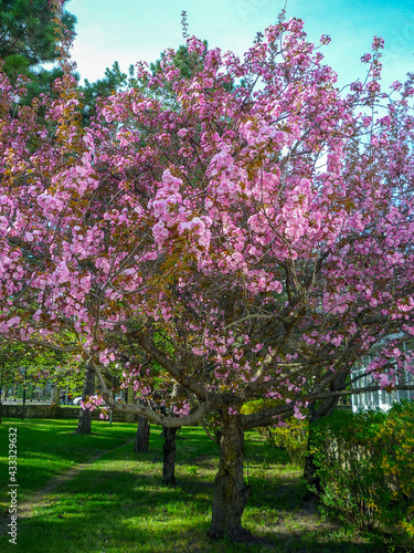 cherry blossom in the park