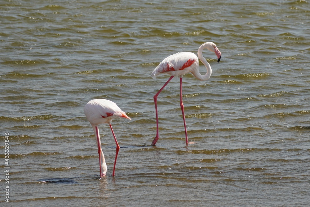 Greater Flamingos in Walvis Bay, Namibia