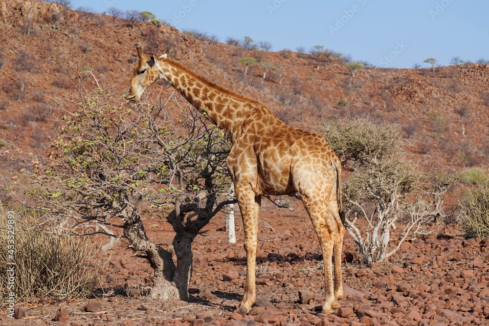 Fototapeta premium Giraffe in Palmwag, Namibia