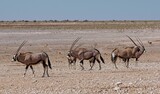 Gemsbok in Etosha National Park, Namibia